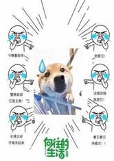 向往的生活之宠妹狂魔